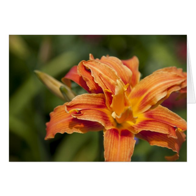 Cartão Brilho laranja (Frente Horizontal)