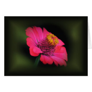 Cartão Brilho Rosa Zinnia