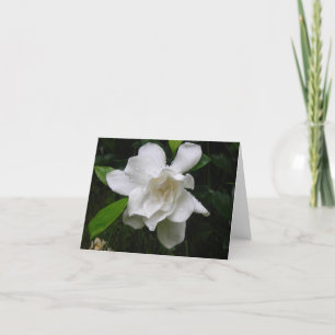 Cartão Brilliant White Summer Garden Blooms Note Card