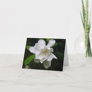 Cartão Brilliant White Summer Garden Blooms Note Card