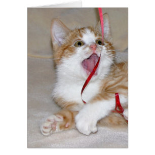 Cartão Brincadeiras de gato com fita