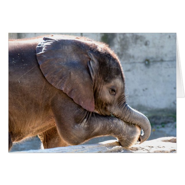 Cartão Brincando de Elefante para Bebê (Frente Horizontal)