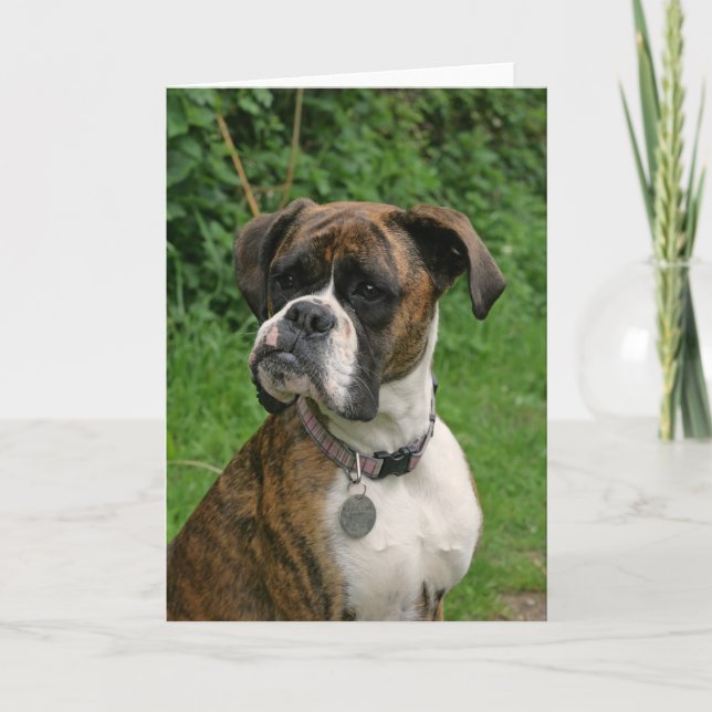 Cartão Brindle and White Boxer Dog Greeting Card (Frente)