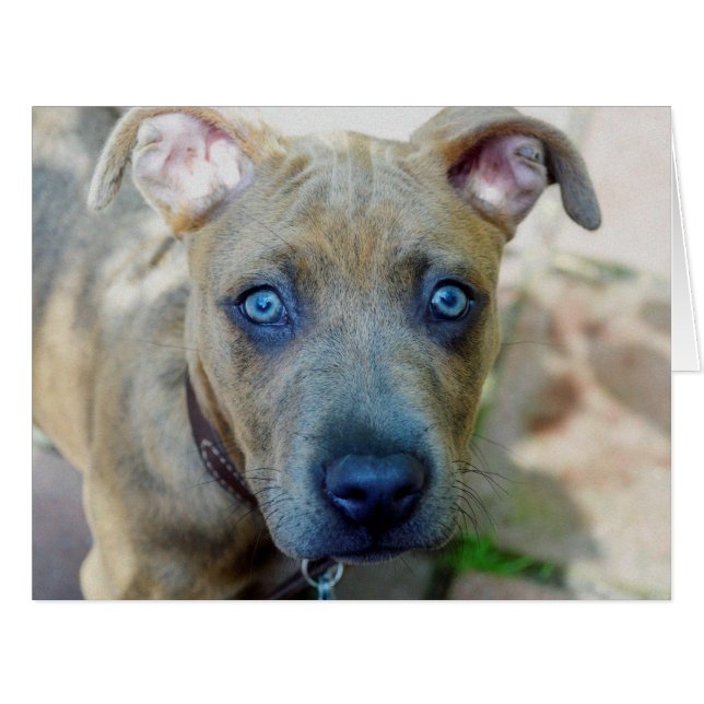 Cartão Brindle Pit Bull Puppy por Shirley Taylor (Frente horizontal)