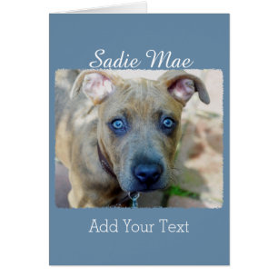 Cartão Brindle Pit Bull Puppy por Shirley Taylor