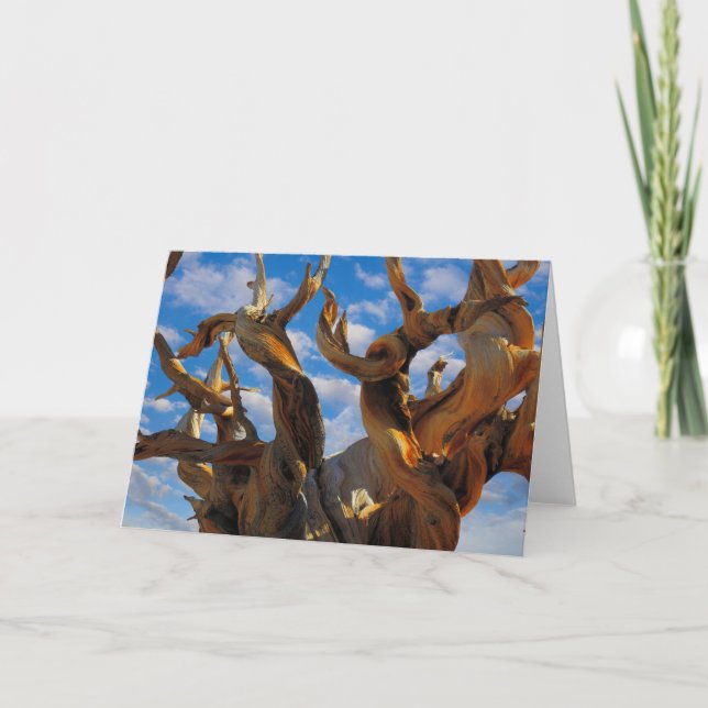 Cartão Bristlecone Pine Tree (Frente)