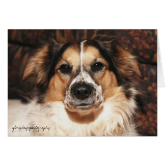 Cartão bristol, fotografia gloriosa do dia