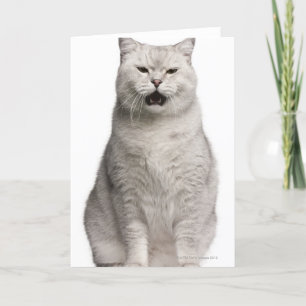 Cartão British Shorthair (4 anos de idade)