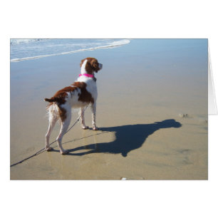 CARTÃO BRITTANY NA PRAIA