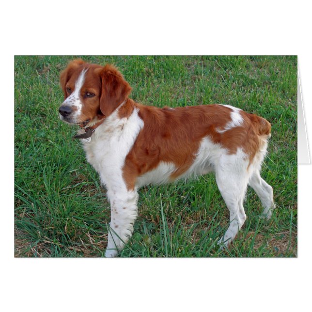 Cartão Brittany Spaniel (Frente Horizontal)