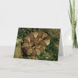 Cartão broad-banded copperhead snake greeting card