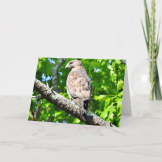 Cartão Broad-winged Hawk Greeting Card, Blank Inside