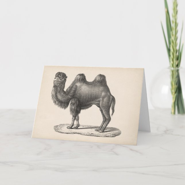 Cartão Brodtmann Camel Sketch (Frente)
