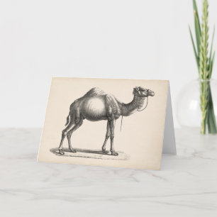 Cartão Brodtmann Dromedary Camel Sketch