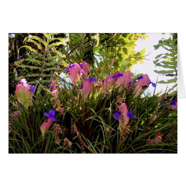 Cartão Bromélia cor-de-rosa (Frente Horizontal)