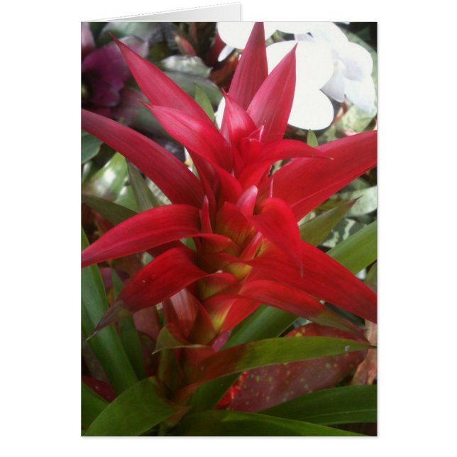 Cartão Bromeliad, vermelho (Frente)