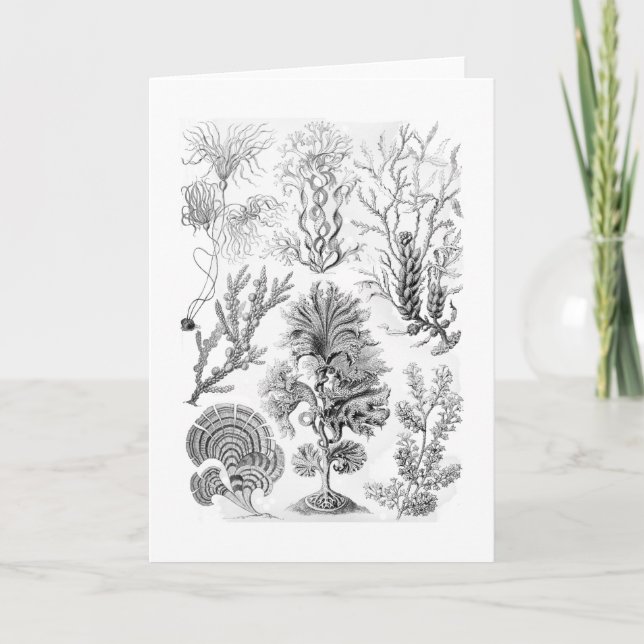 Cartão Brown Algae (Frente)
