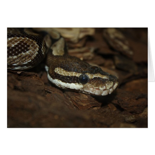 Cartão Brown Carpet Python (Frente Horizontal)