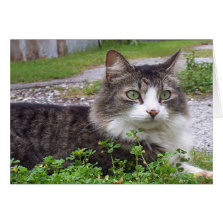 Cartão Brown e gato de gato malhado branco