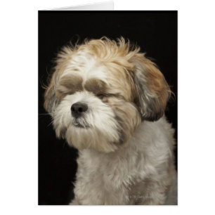 Cartão Brown e Shih branco Tzu com os olhos fechados