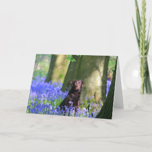 Cartão Brown Labrador in Bluebells