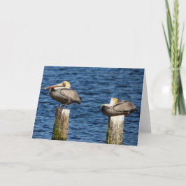 Cartão Brown Pelican Pair Roosting sobre Posta Saudação