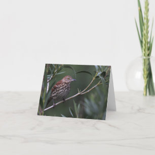 Cartão Brown Thrasher - Joe Sweeney - card