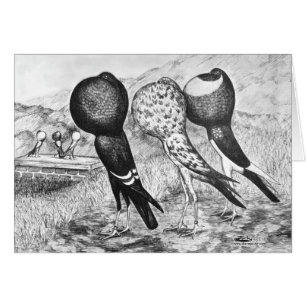 Cartão Brunner Pouter Pigeons