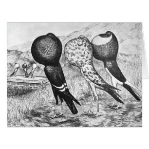 Cartão Brunner Pouter Pigeons