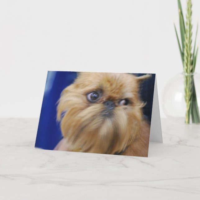 Cartão Brussels Griffon Dog Greeting Card (Frente)
