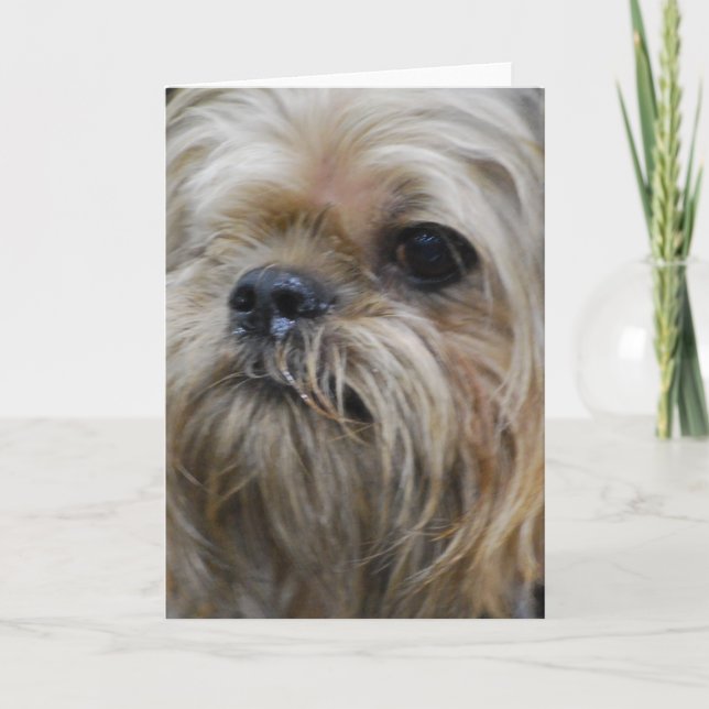 Cartão Brussels Griffon Greeting Card (Frente)