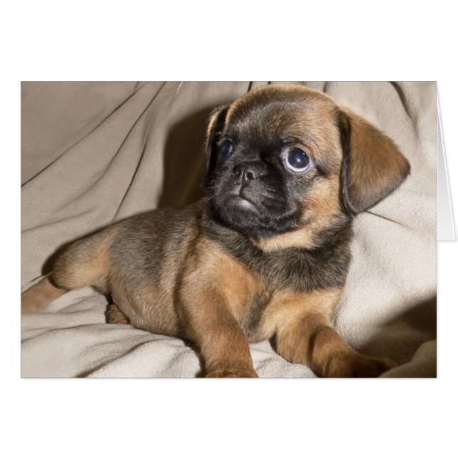 Cartão Bruxelas Griffon Puppy! (Frente Horizontal)