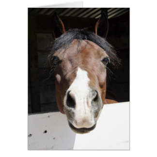 Cartão Brwon e cavalo branco no celeiro