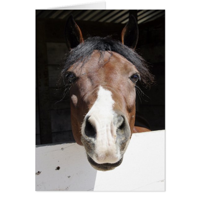 Cartão Brwon e cavalo branco no celeiro (Frente)