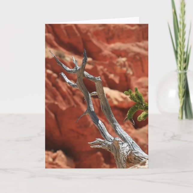 Cartão Bryce Canyon Scene (Frente)