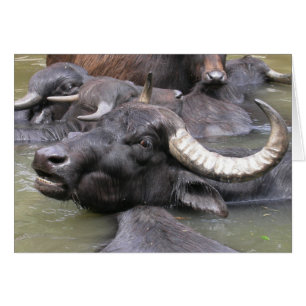 Cartão Bubalus bubalis