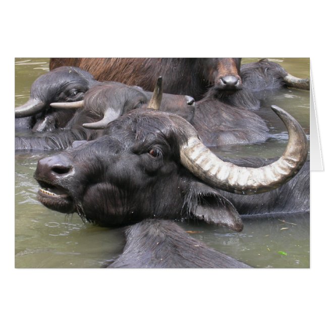 Cartão Bubalus bubalis (Frente Horizontal)