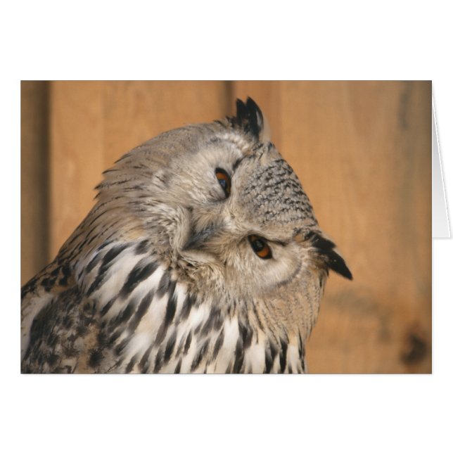 Cartão Bubo bubo sibiricus (Frente Horizontal)