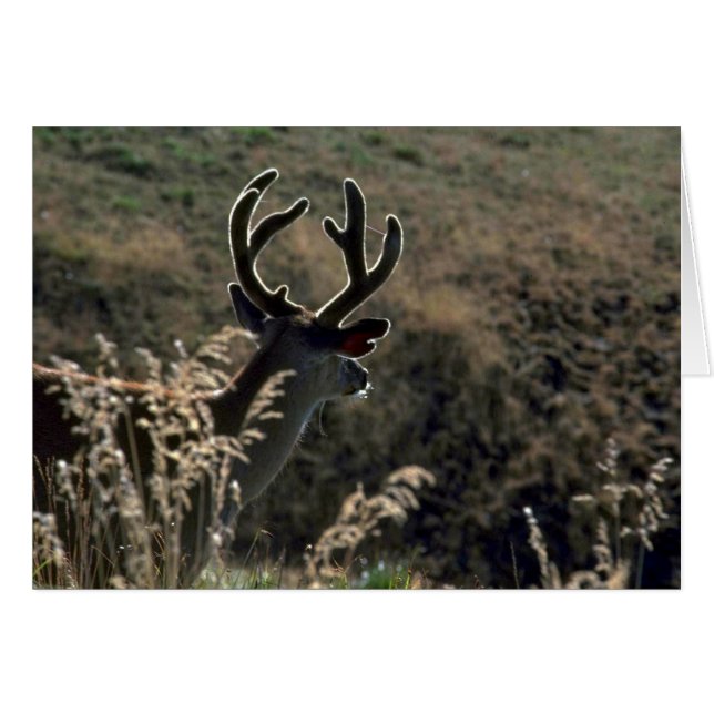 Cartão Buck W/ Velvet Antlers (Frente Horizontal)