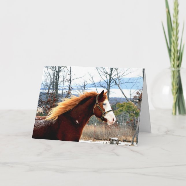 Cartão Buckie on Rogers Mountain (Frente)