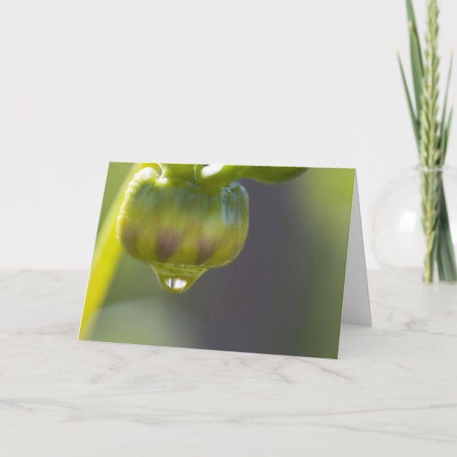 Cartão Bud and drop greeting card (Frente)