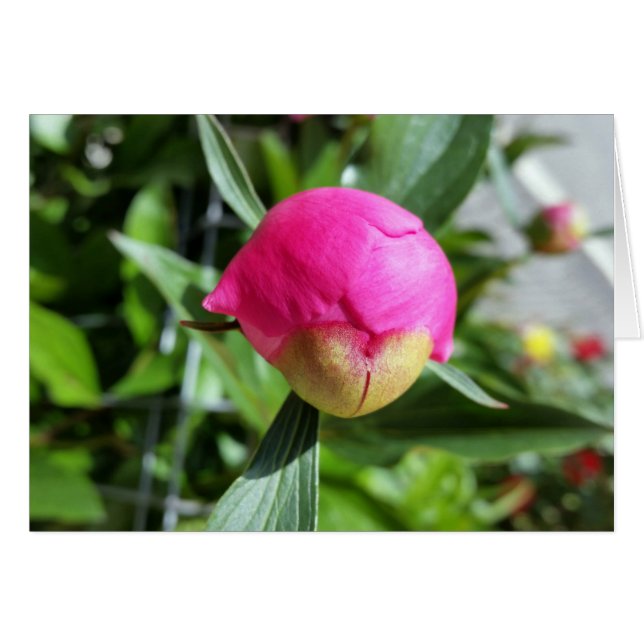 Cartão bud rosa profundo (Frente Horizontal)