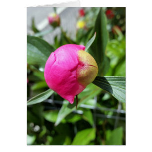 Cartão bud rosa profundo