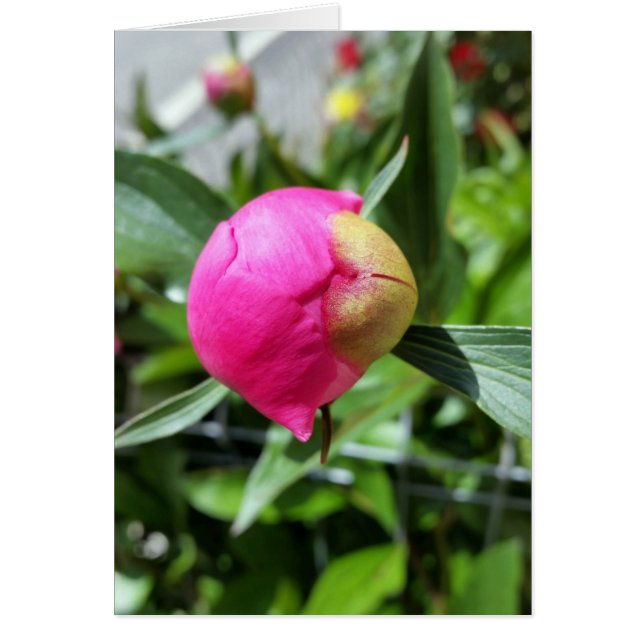 Cartão bud rosa profundo (Frente)