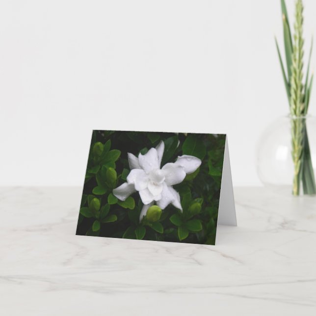 Cartão Budding Gardenias Floral Notecard (Frente)