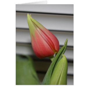 Cartão Budding Tulip