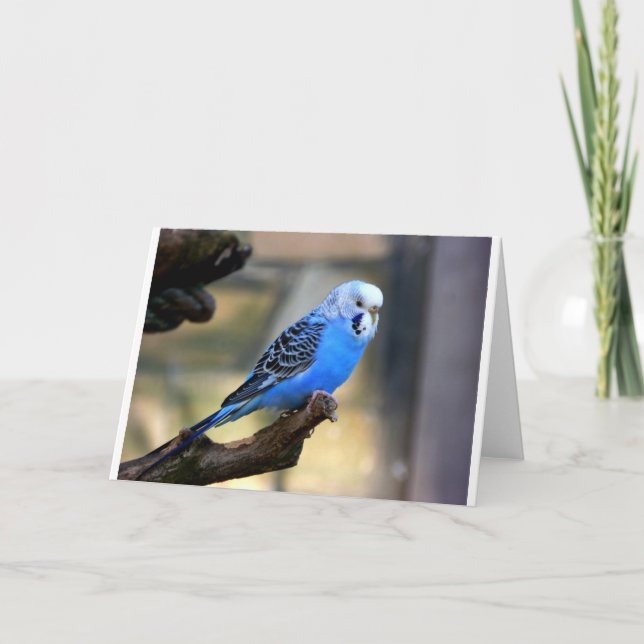 Cartão Budgie azul (Frente)