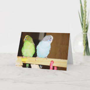 Cartão Budgie Large Note Card