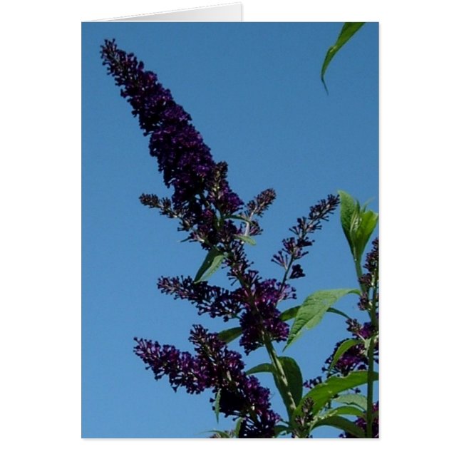 Cartão budlia 001 (Frente)