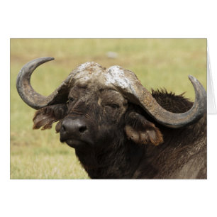 Cartão Búfalo-africano, Syncerus caffer